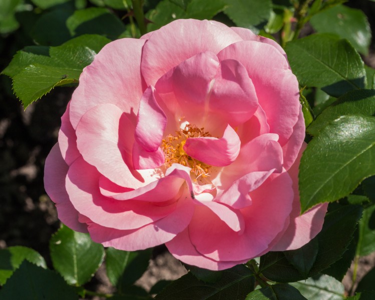 Rosa 'Rosenprofessor Sieber' (actm)