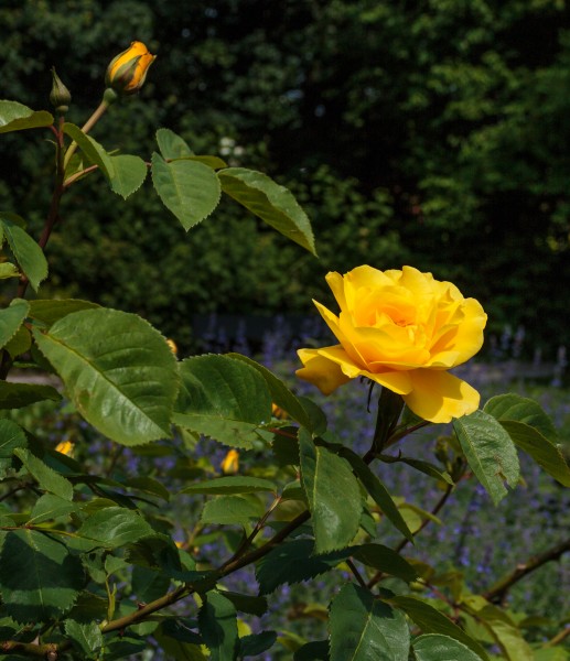 Rosa 'Rugelda'. Locatie, Tuinen Mien Ruys 01