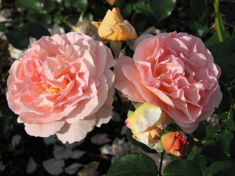 Rosa 'Sangerhauser Jubilaumsrose' 02
