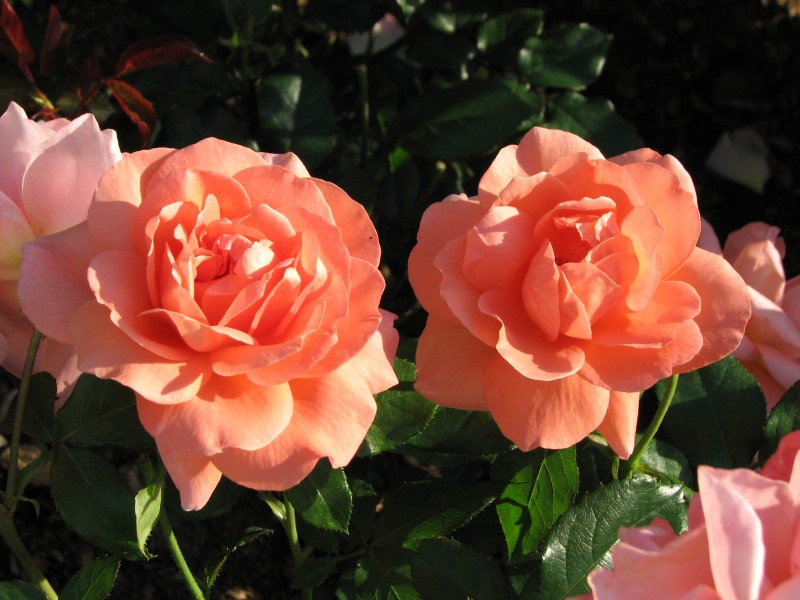 Rosa 'Sweet Fragrance' 02