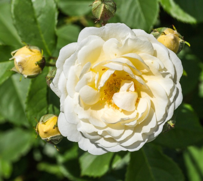 Rosa 'Taxandria' (d.j.b) 02