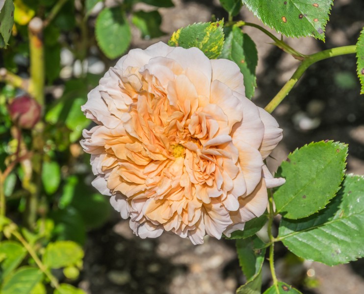 Rosa 'Tea Clipper' in Dunedin Botanic Garden 03
