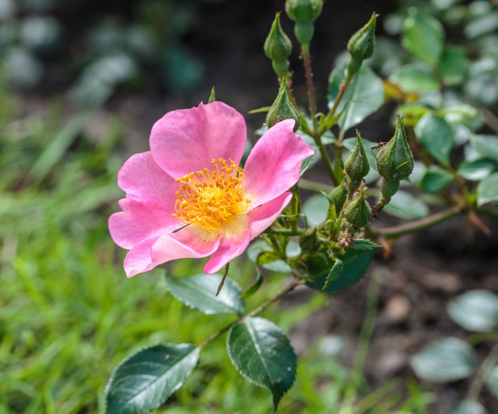Rosa 'Topolina' (d.j.b) 02