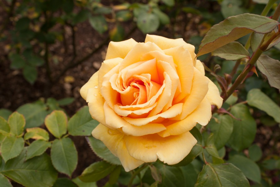 Rosa 'Valencia' IMG 4404
