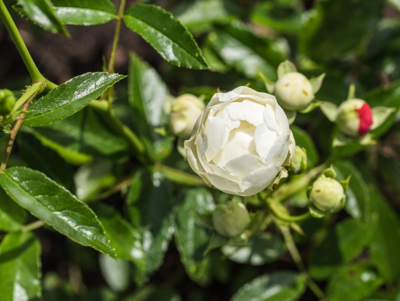 Rosa 'White Dick Koster' (d.j.b)