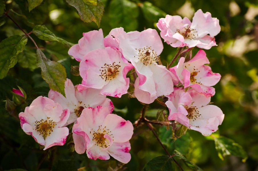 Rosa canina inflorescence (115)