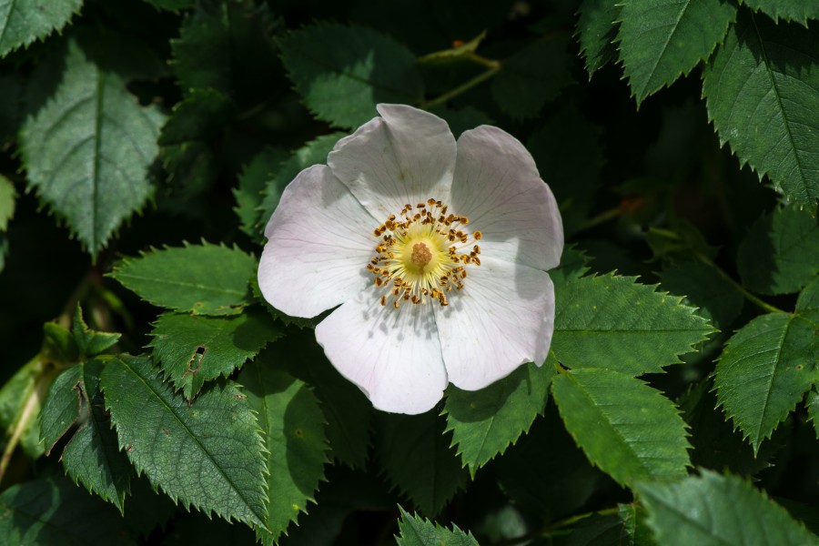 Rosa canina Neulengbach 20160611 01