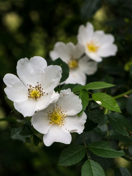 Rosa canina Neulengbach 20160611 03