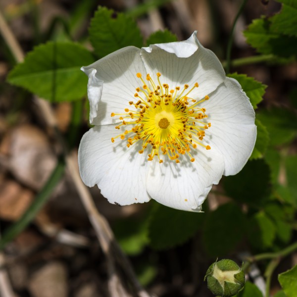Rosa canina Neulengbach 20160611 05