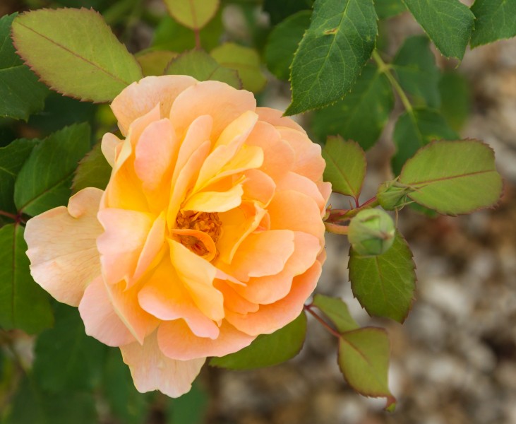 Rosa cultivar Pons août 2015 Charente-Maritime