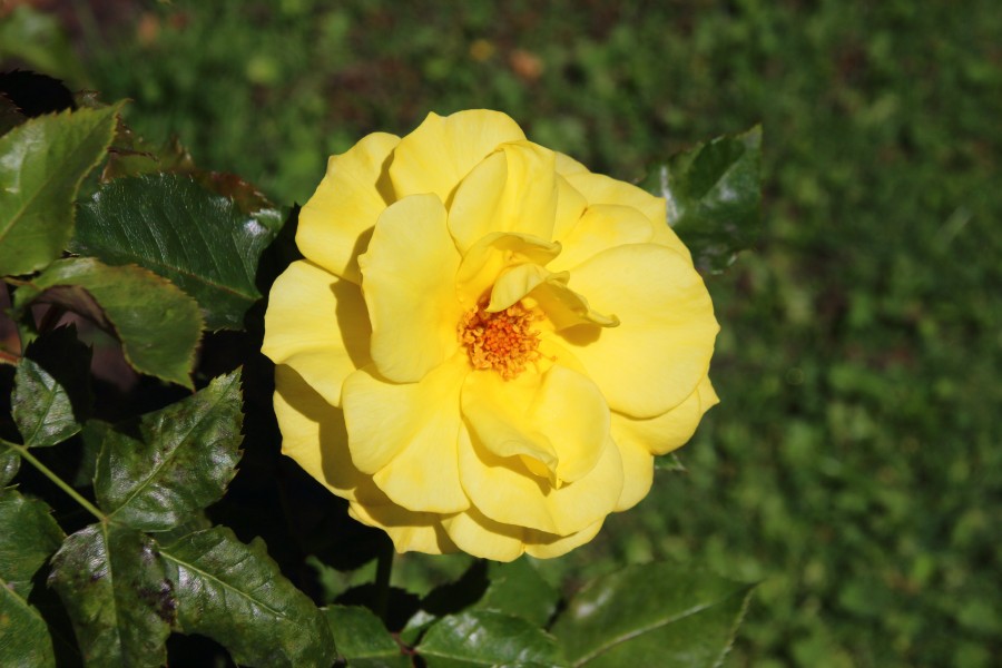Rosa Friedensgedächtnispark Hiroshima (01)