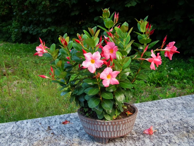 Rosa Mandevilla