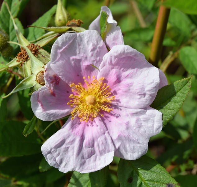 Rosa palustris flower