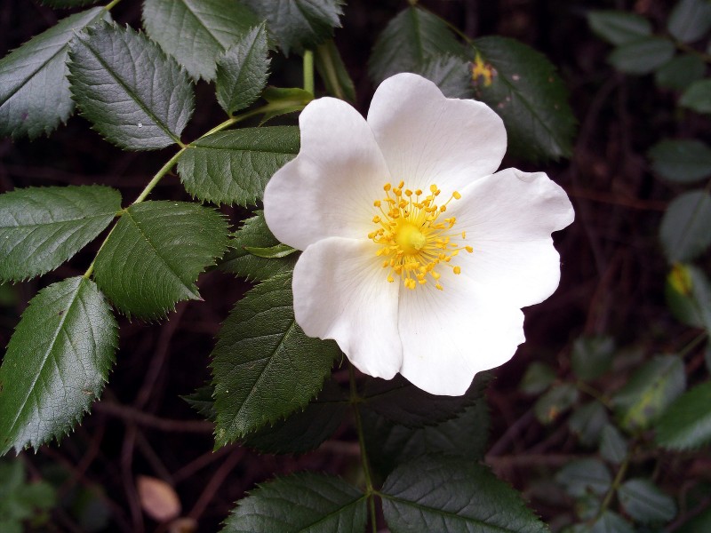 Rosa pouzinii FlowerCloseup SierraMadrona