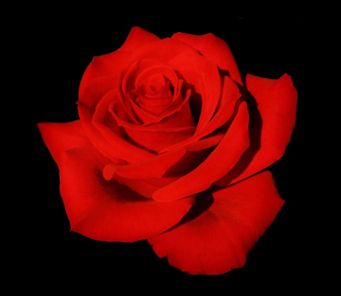 Rosa Red Chateau on black background