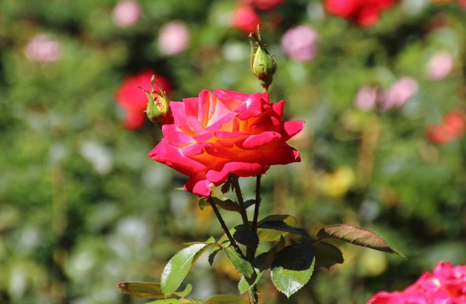 Rosa Schönes Eltville Kazuzo Tagashira 03