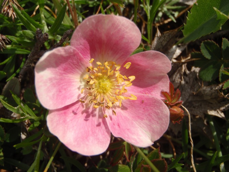 Rosa spinosissima inflorescence (24)