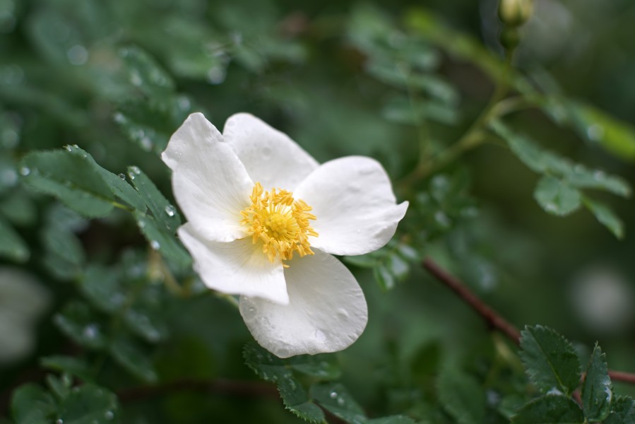 Rosa spinosissima inflorescence (56)