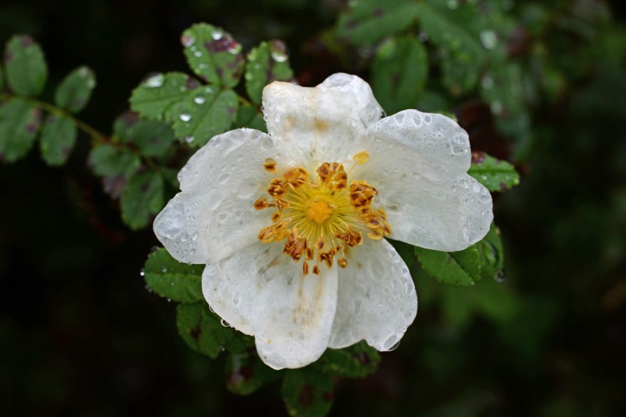Rosa spinosissima inflorescence (65)