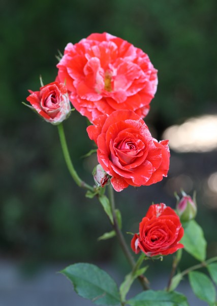 Rosa Tiger Tail