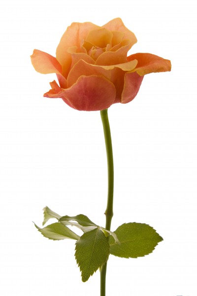 Rose (5469346859)