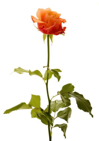 Rose (5469939572)