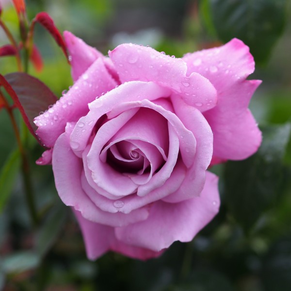 Rose, Charles de Gaulle, バラ, シャルルドゥゴール, (17490989403)