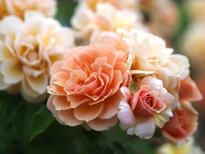 Rose, Emi, バラ, 笑み, (15772426018)