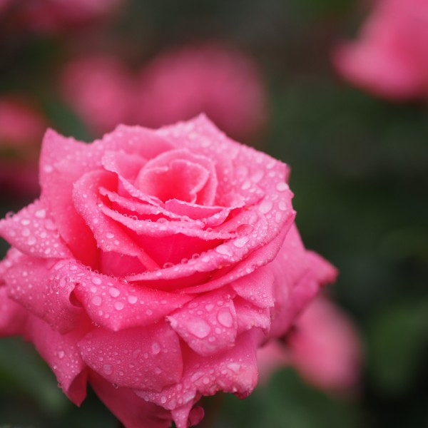 Rose, Hoh-Jun, バラ, 芳純, (17239158643)