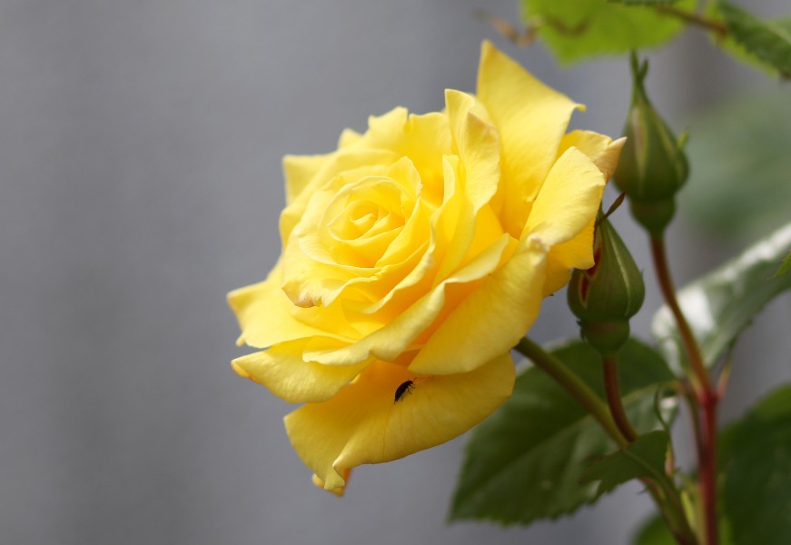 Rose 'Lichtkönigin Lucia' (14145188939)