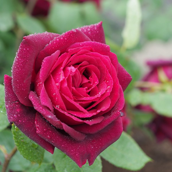 Rose, Oklahoma, バラ, オクラホマ, (17775591202)
