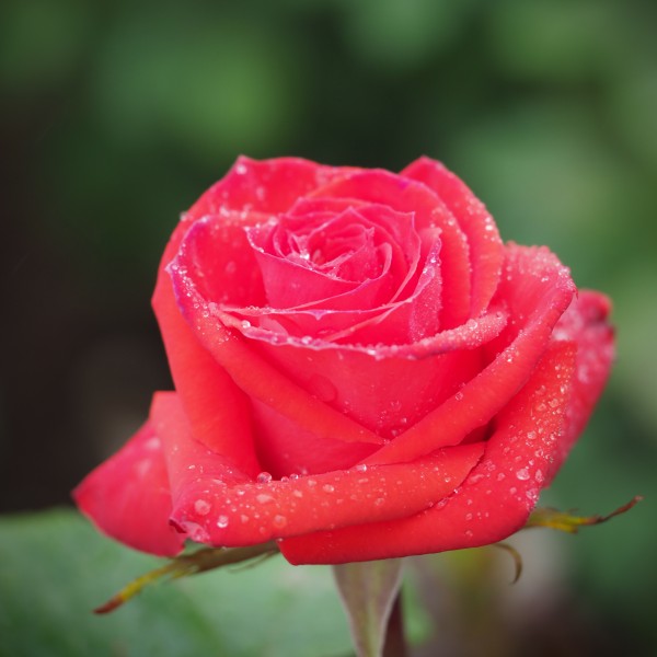 Rose, Pasadena, バラ, パサディナ, (17833827696)