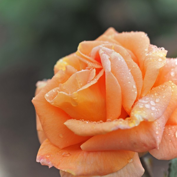Rose, Rakuen, バラ, 楽園,らくえん, (17789799756)