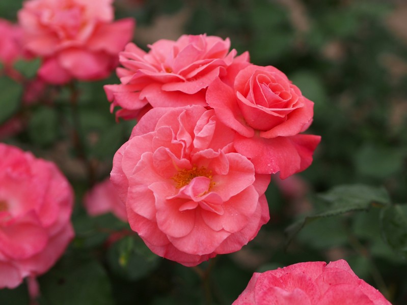 Rose, Salmon Sensation, バラ, サーモン センセーション, (15936738562)