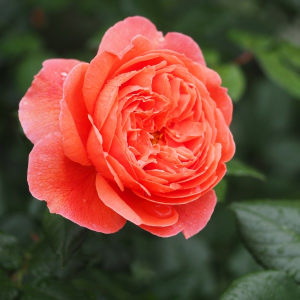 Rose, Summer Song, バラ, サマーソング, (24123698686)