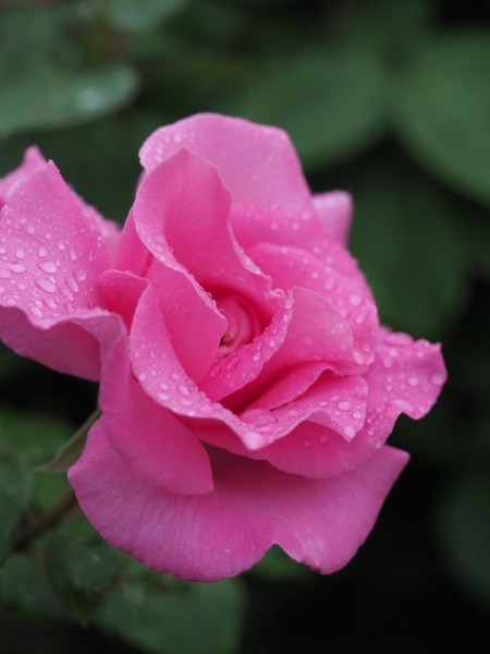 Rose, The McCartney Rose, バラ, ザ マッカートニー ローズ , (17628733800)