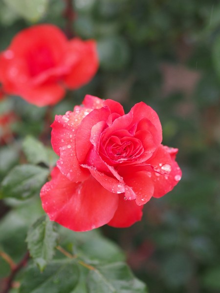 Rose, Tubantia, バラ, トゥバンティア, (15353183564)