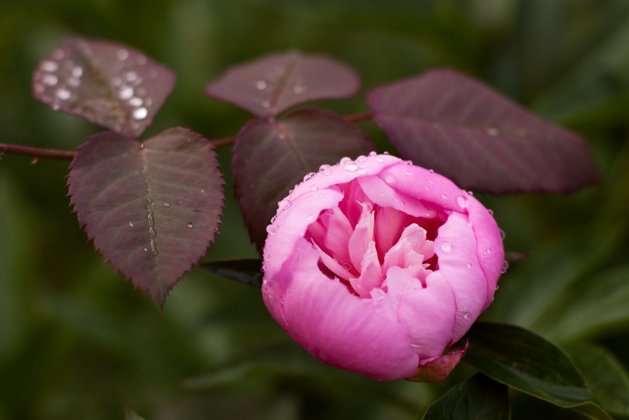 Rose bud smolsko