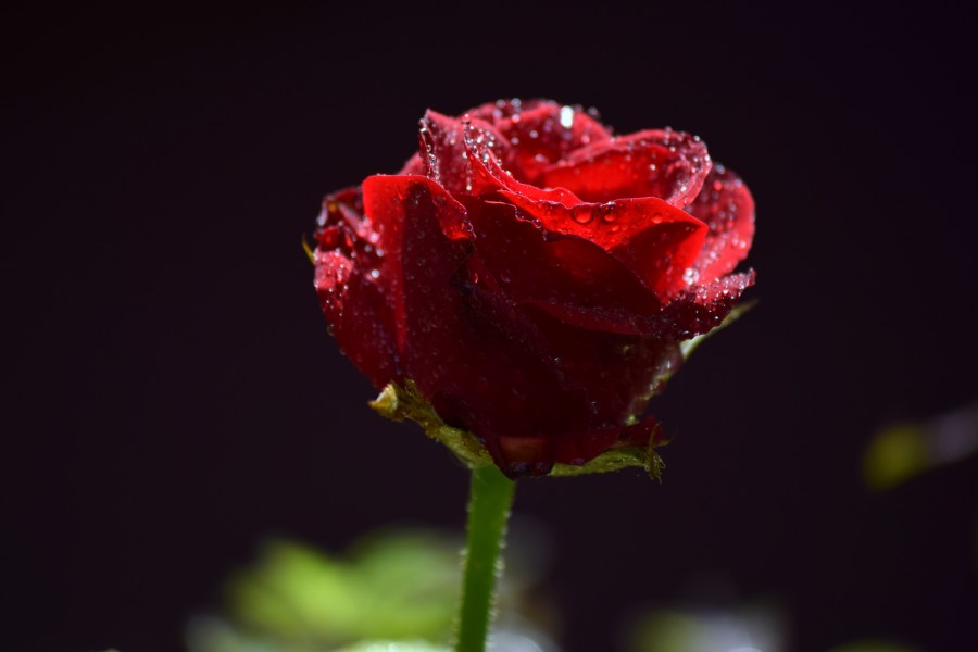 Rose in mist