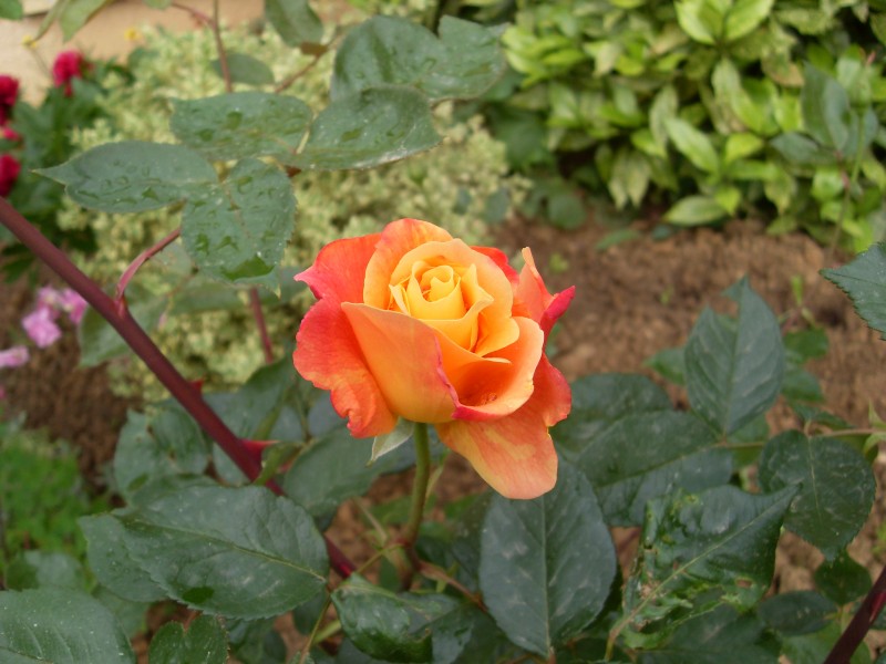 Rose lyon