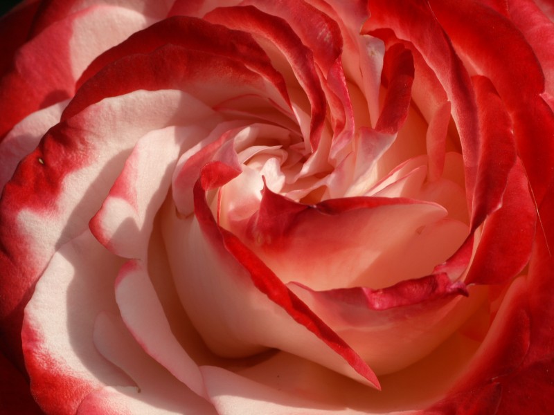 Rose P6093596