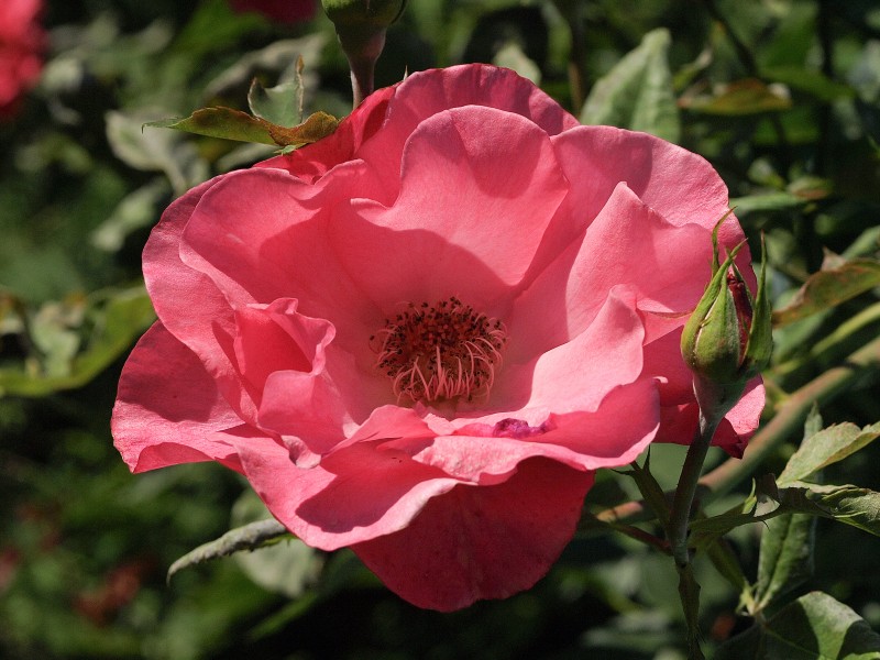 Rose P6244224