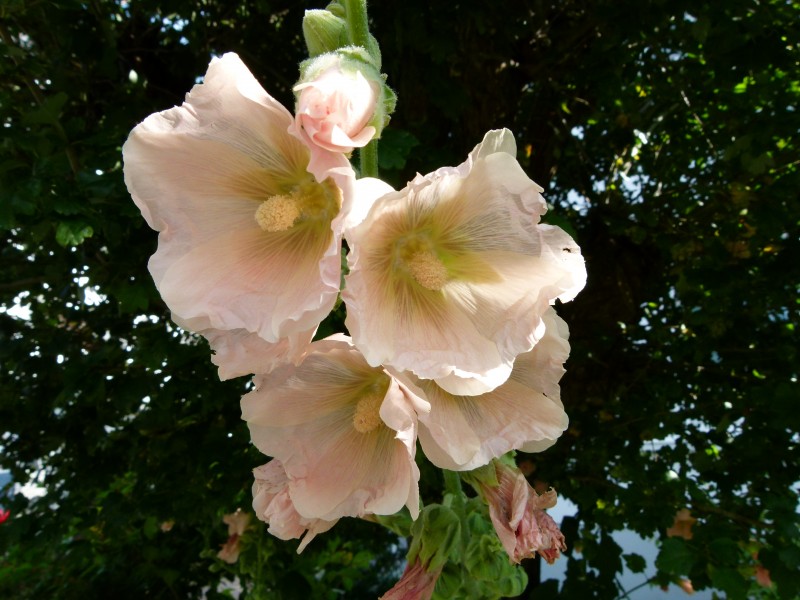 Rose trémiaire
