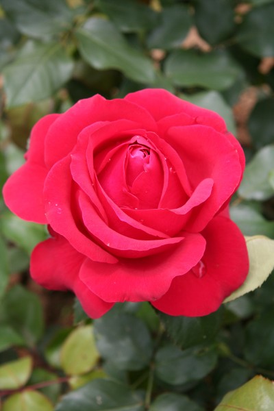 Rose Unknown 054 20070601