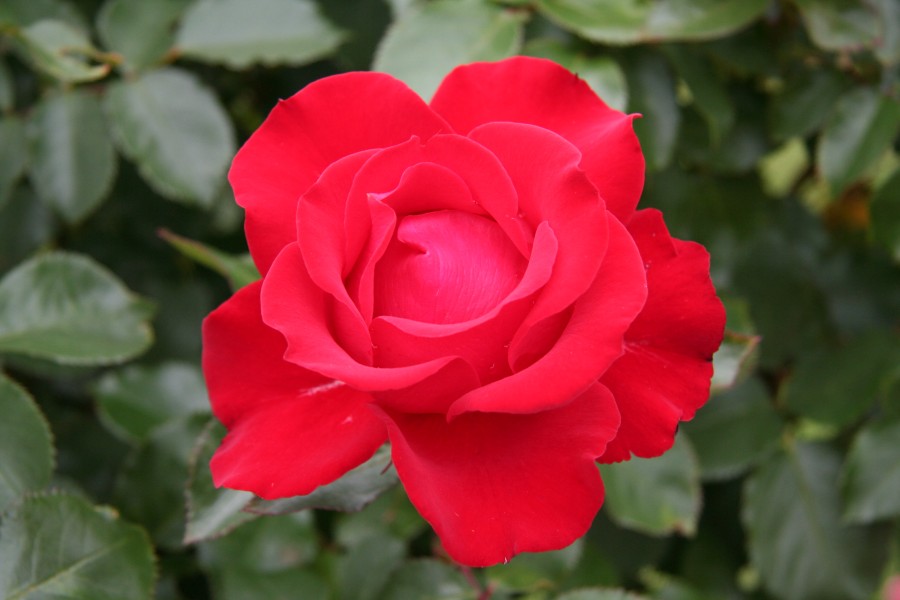 Rose Vison Blanc 20070601