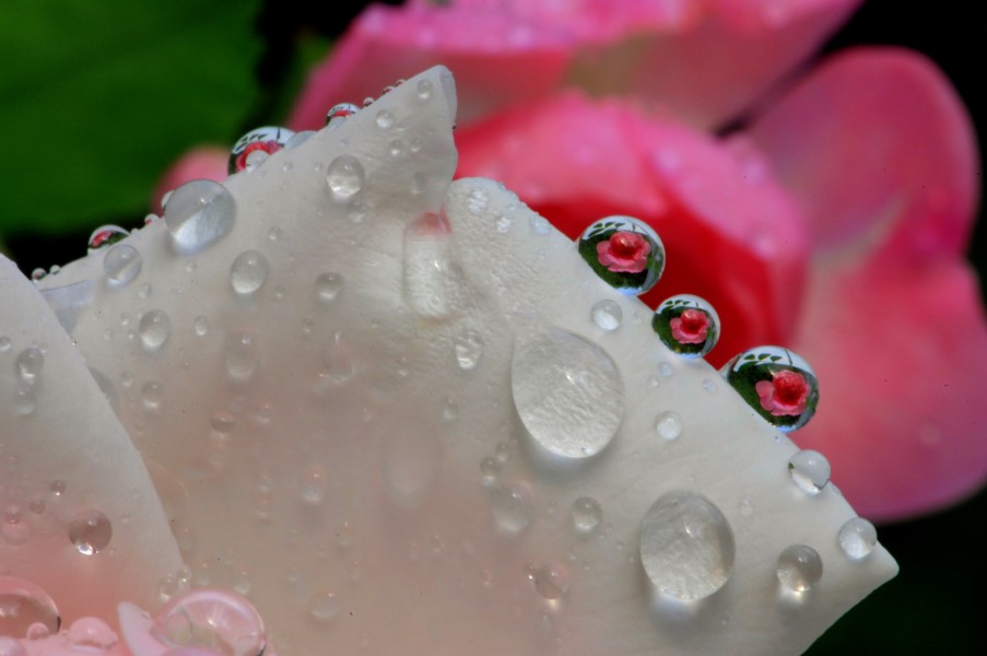 Rosen durch Wassertropfen fotografiert. 11