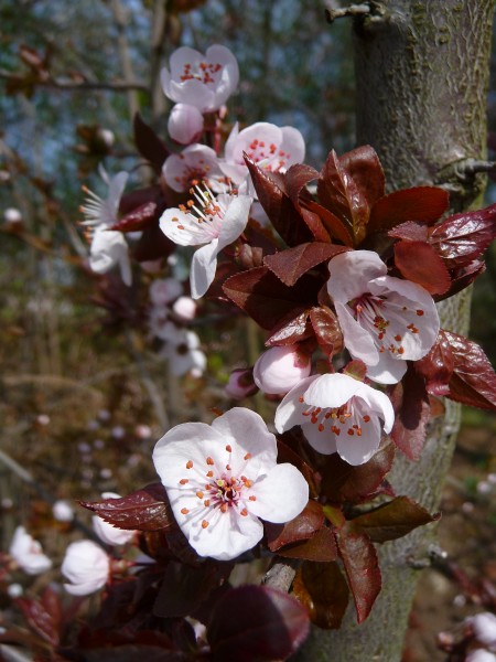 Rote Blätter weiße Blüten der Kirschpflaume
