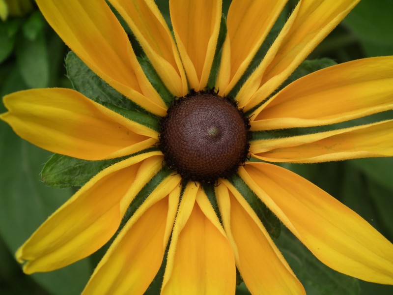 Rudbeckia from Lalbagh flower show Aug 2013 8278