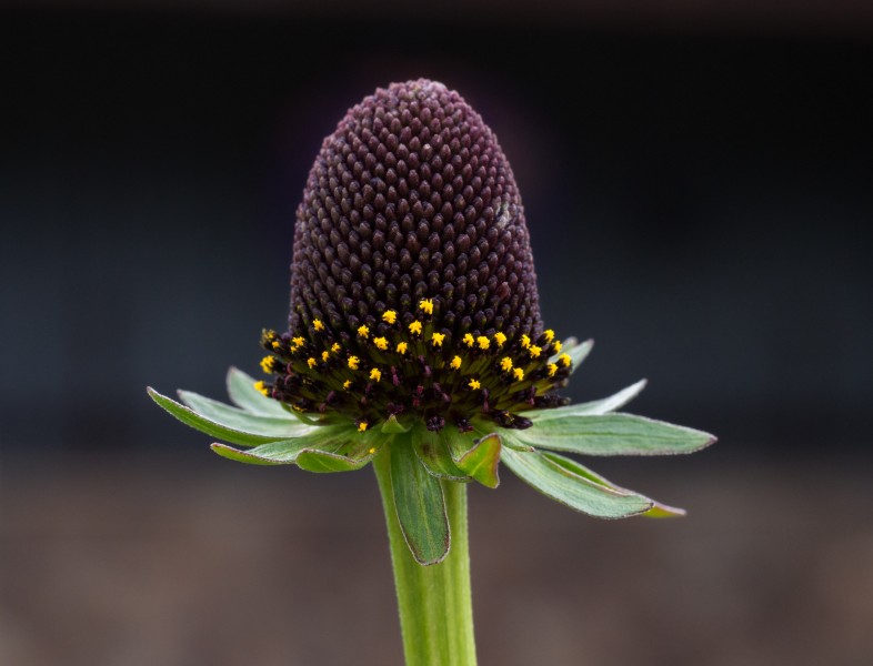 Rudbeckia occidentalis on Aspen Mountain (91134)