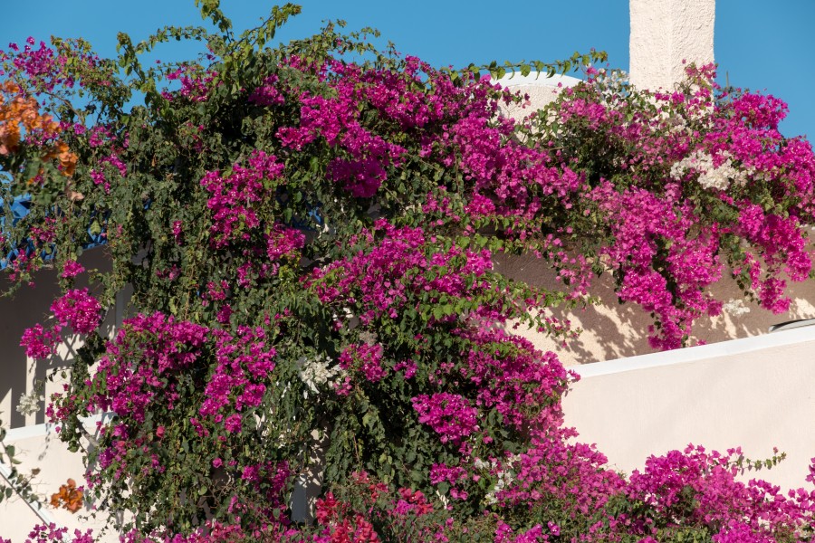 Santorin (GR), Akrotiri -- 2017 -- 2452
